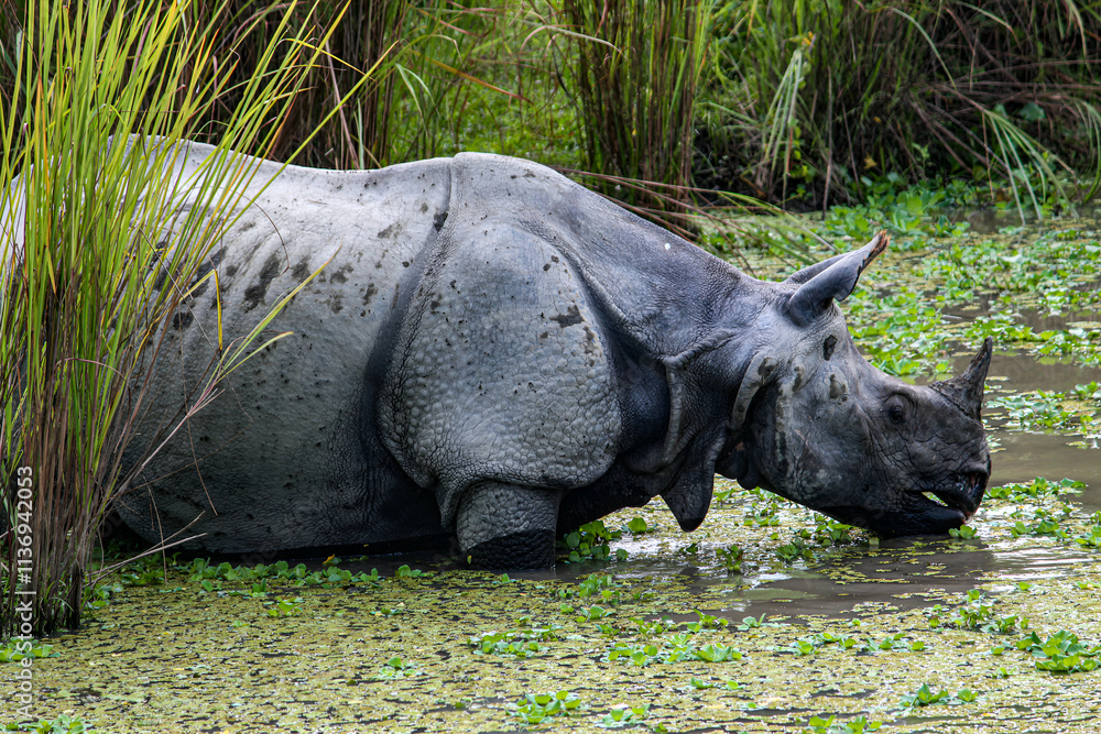 Fototapeta premium rhino in the wild