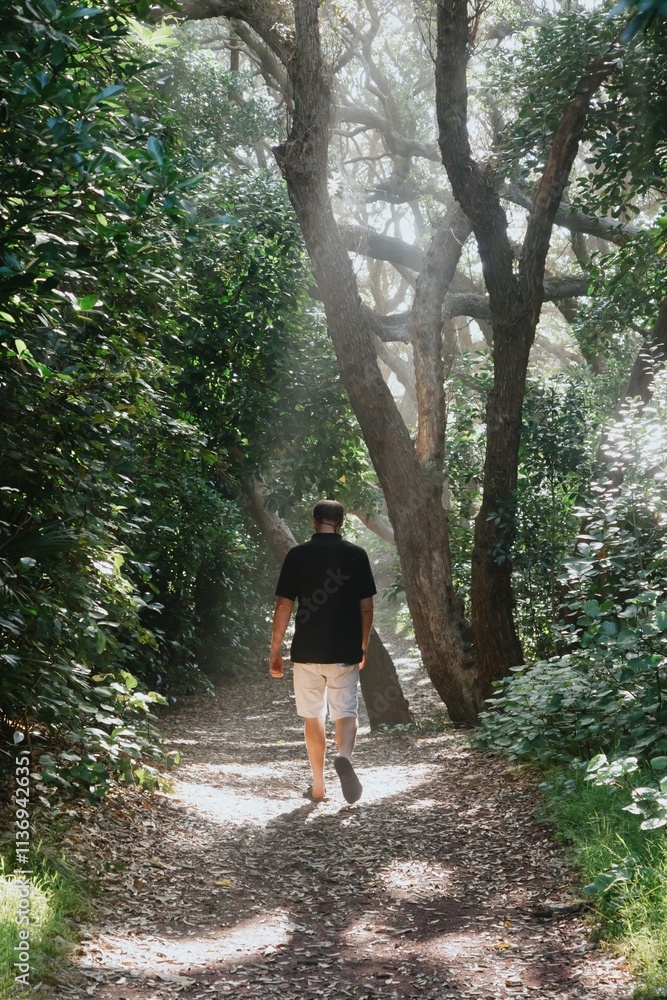 Man walks a sunlit pohutukawa forest path. Sunlight filters through trees. Peaceful nature scene. Karekare, Auckland, New Zealand Man walks a sunlit pohutukawa forest path. Sunlight filters through trees. Peaceful nature scene. Karekare, Auckland, New Zealand