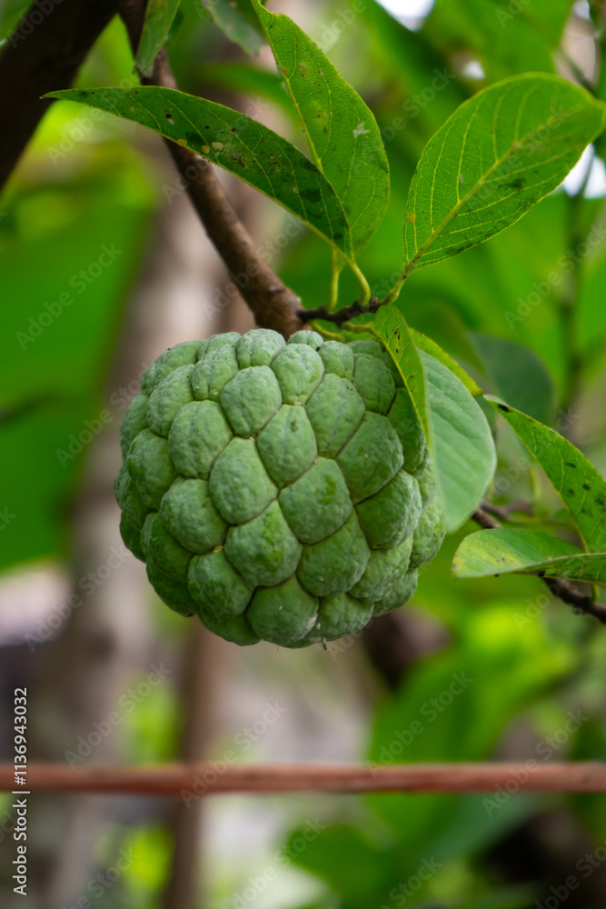 Close-up of green custard apple hanging on a tree branch with lush foliage in the background. Close-up of green custard apple hanging on a tree branch with lush foliage in the background.