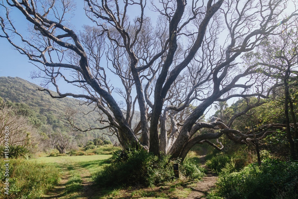 Massive, pohutukawa tree branches arch over a grassy trail. Sunlight filters through the canopy, highlighting the path. Nature's beauty. Karekare, Auckland, New Zealand Massive, pohutukawa tree branches arch over a grassy trail. Sunlight filters through the canopy, highlighting the path. Nature's beauty. Karekare, Auckland, New Zealand