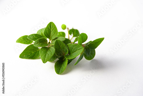 A fresh oregano plant with vibrant green leaves, isolated on a clean white background.