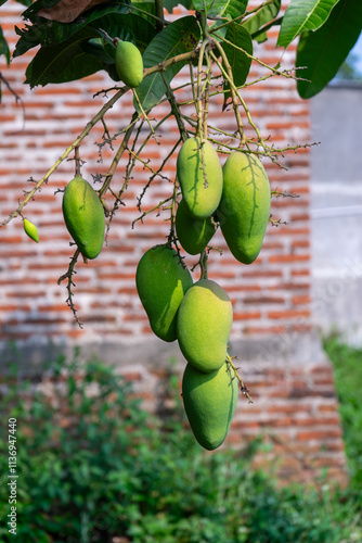 bunches of young, still green mangoes against a wall in the background