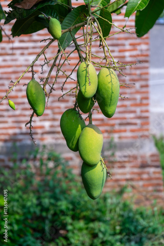 bunches of young, still green mangoes against a wall in the background