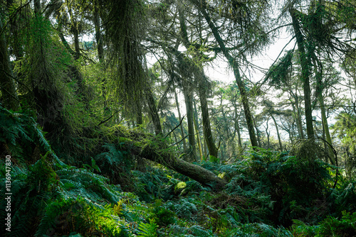 Wallpaper Mural _DSC6127.JPG Torontodigital.ca