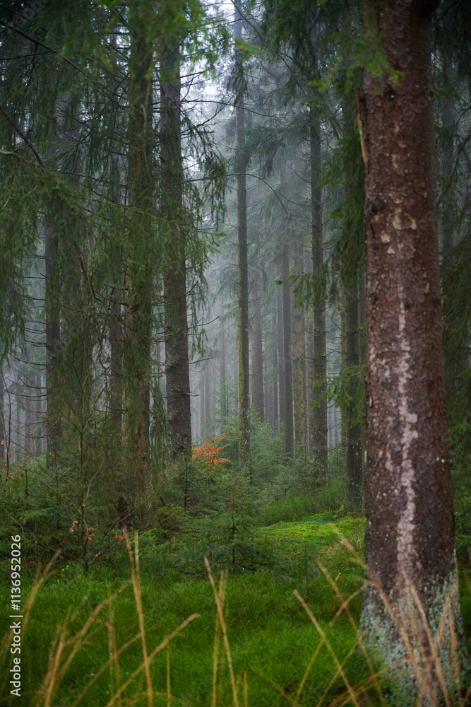 Obraz premium Forest foliage, Hoge Venen, België