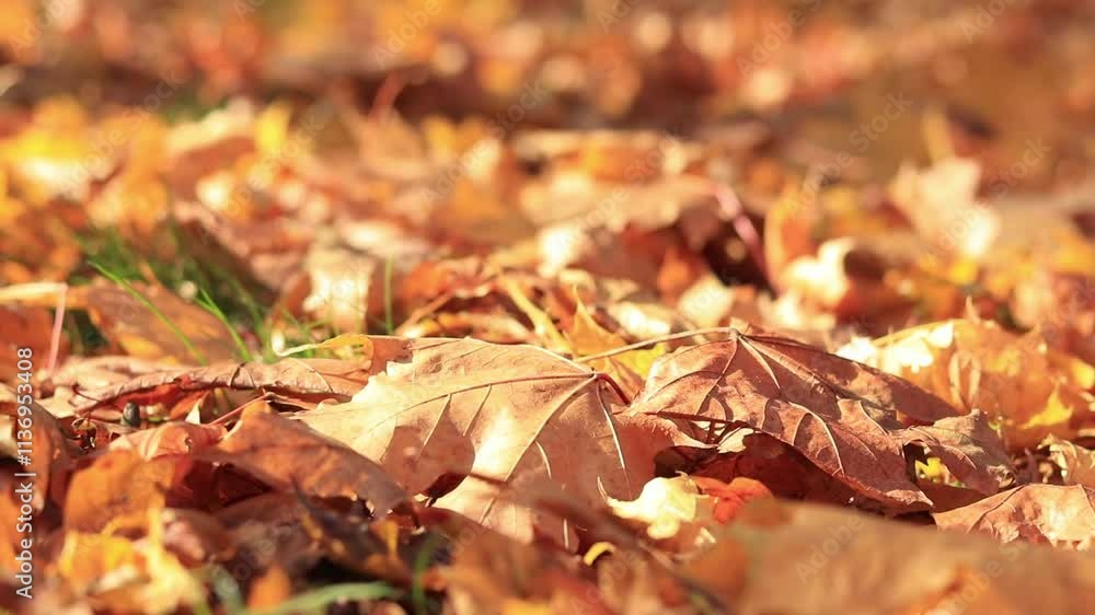 Fallen autumn leaves on the grass in the park. Yellow fallen leaves on the ground. Autumn background, selective focus. Fallen autumn leaves form the ground cover on the lawn in the park Fallen autumn leaves on the grass in the park. Yellow fallen leaves on the ground. Autumn background, selective focus. Fallen autumn leaves form the ground cover on the lawn in the park