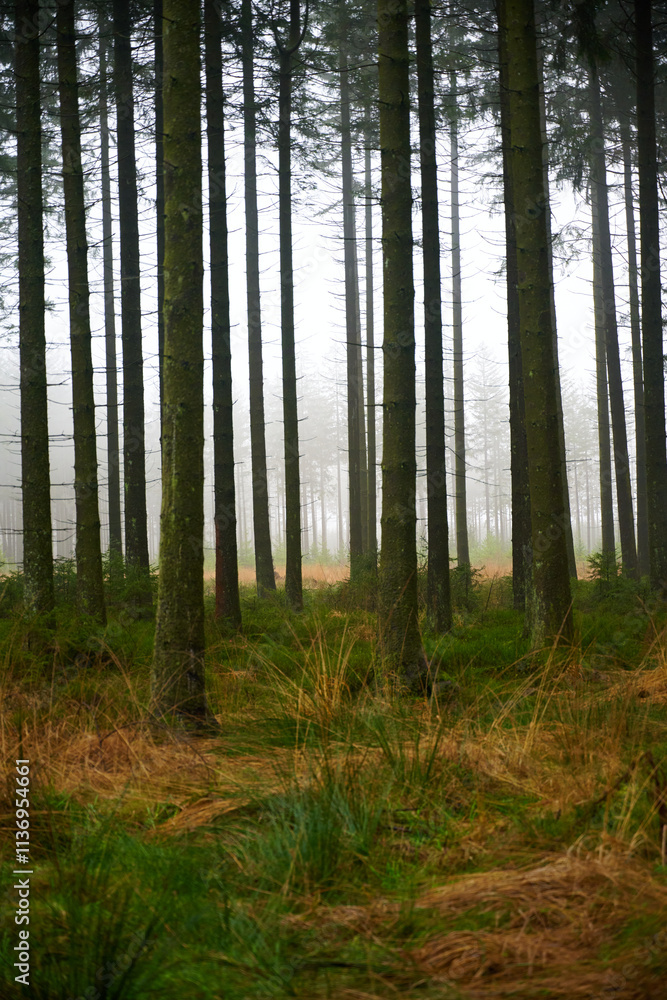 Fototapeta premium Forest foliage, Hoge Venen, België