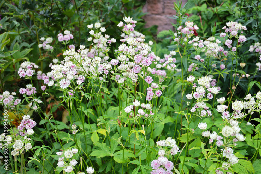 White and pink Astrantia flowers blooming in the English garden White and pink Astrantia flowers blooming in the English garden