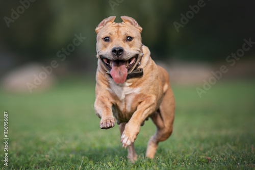 American Staffordshire Terrier dog running in the park