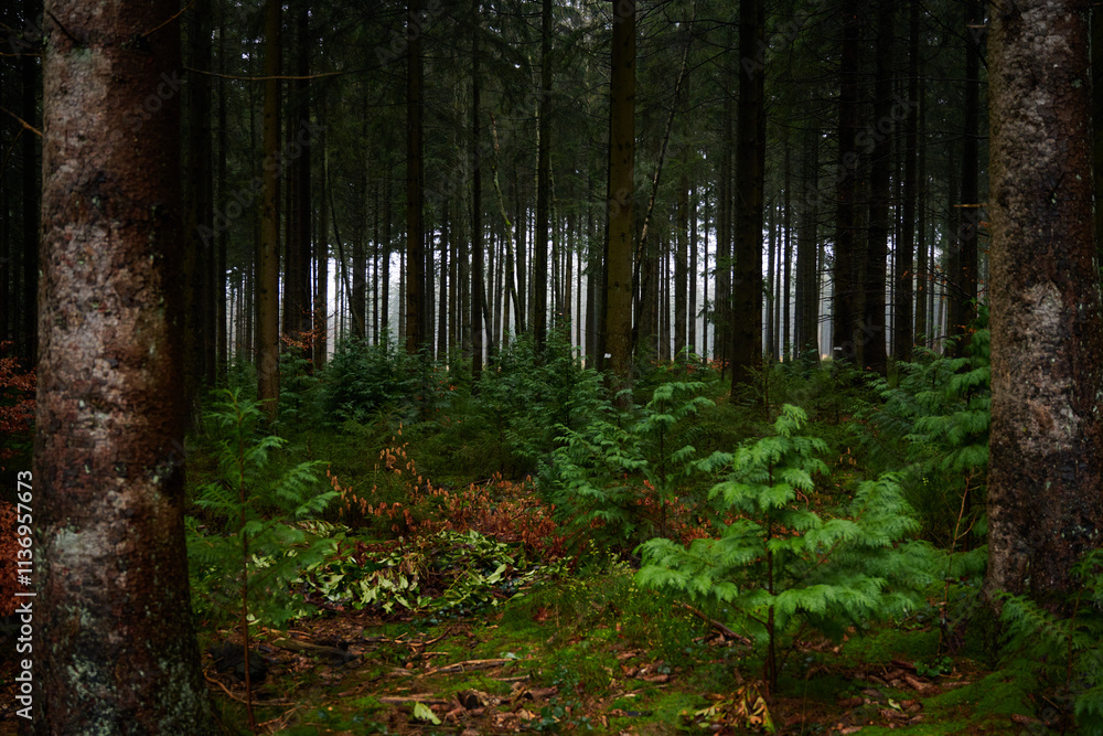 Fototapeta premium Forest foliage, Hoge Venen, België