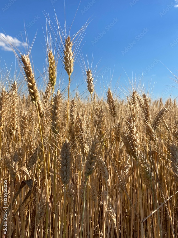 Fototapeta premium field of wheat