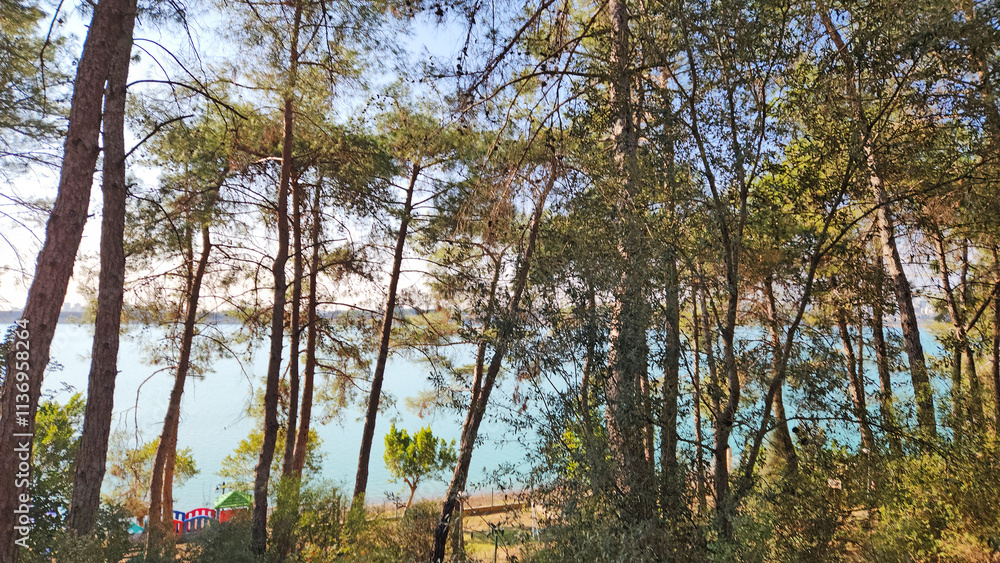 Fototapeta premium Red pine trees (Pinus brutia) by the lake side in Mediterranean nature