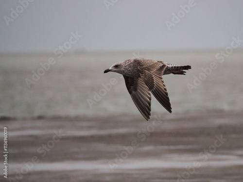 Fliegende Möwe (Larinae) an der niederländischen Nordsee photo