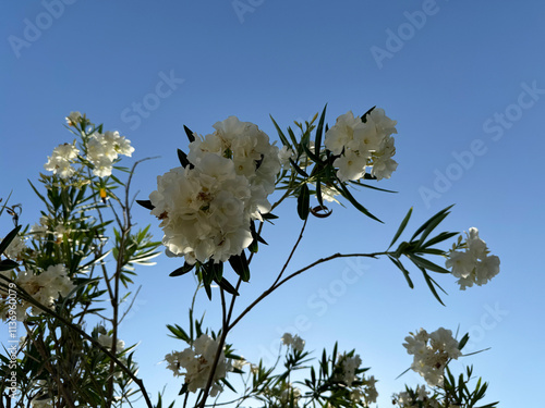 Close-up of Nerium Oleander white flowers. Beautiful white, double, flowers of the Oleander. Nerium oleander inflorescence with white flowers against the background of stems with green leaves.
 photo