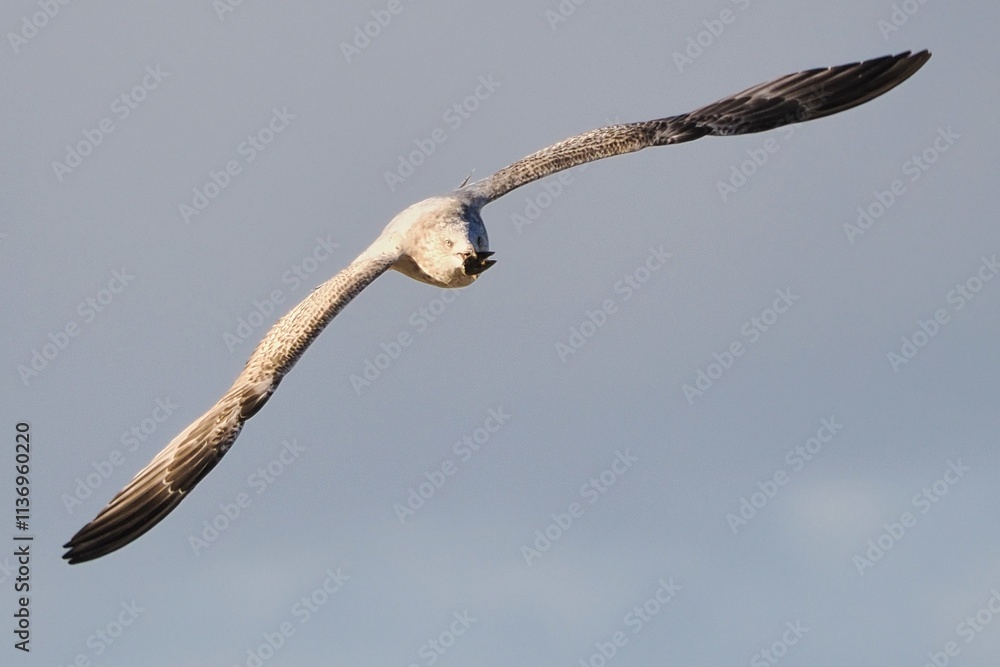 Fliegende Möwe (Larinae) an der niederländischen Nordsee Fliegende Möwe (Larinae) an der niederländischen Nordsee
