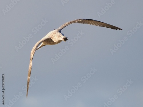 Fliegende Möwe (Larinae) an der niederländischen Nordsee photo