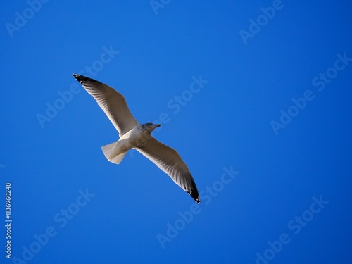 Fliegende Möwe (Larinae) an der niederländischen Nordsee photo