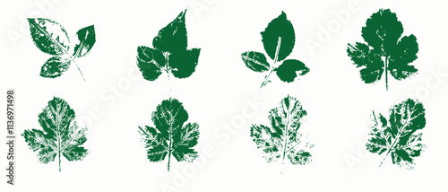 Natural leaves imprint, Grunge style, Vector, Isolated, Decorative elements for design