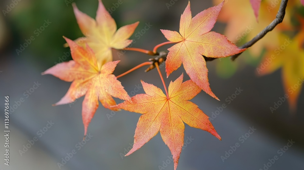 Close-up of vibrant orange and yellow autumn maple leaves on a branch. Close-up of vibrant orange and yellow autumn maple leaves on a branch.