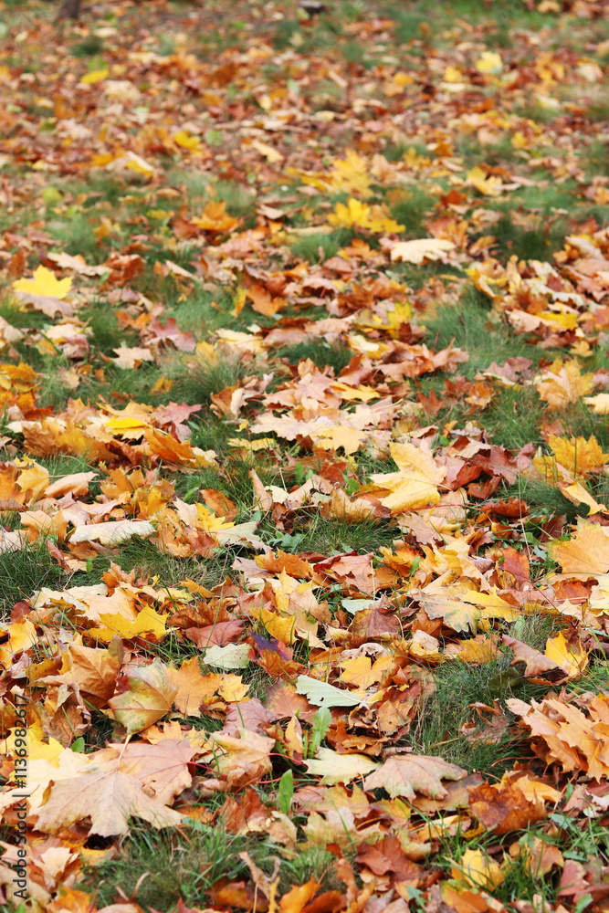 Fallen autumn leaves on the grass in the park. Yellow fallen leaves on the ground. Autumn background, selective focus. Fallen autumn leaves form the ground cover on the lawn in the park Fallen autumn leaves on the grass in the park. Yellow fallen leaves on the ground. Autumn background, selective focus. Fallen autumn leaves form the ground cover on the lawn in the park