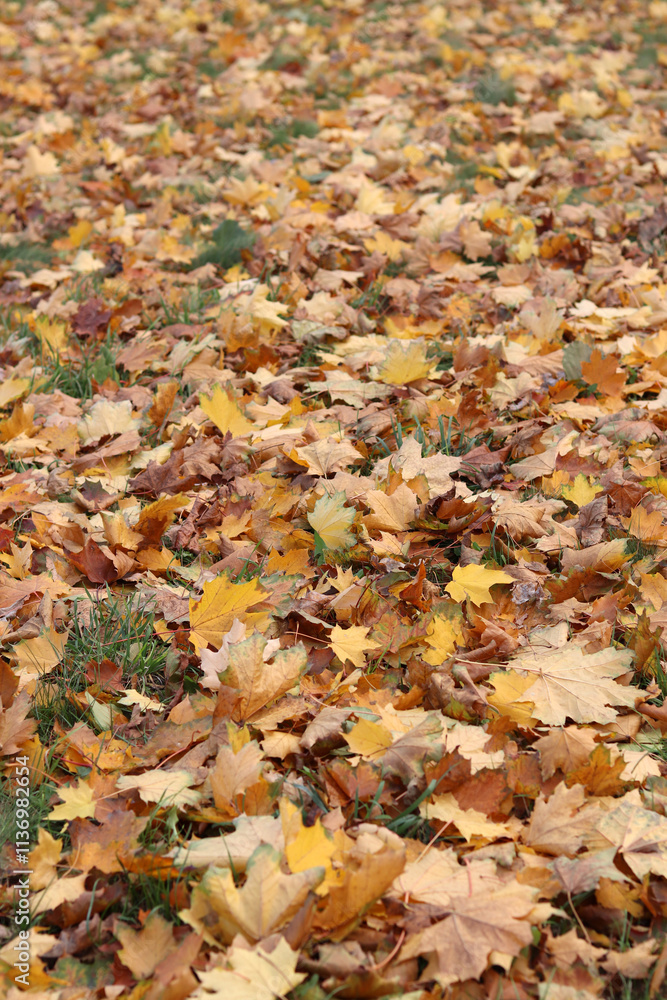 Fallen autumn leaves on the grass in the park. Yellow fallen leaves on the ground. Autumn background, selective focus. Fallen autumn leaves form the ground cover on the lawn in the park Fallen autumn leaves on the grass in the park. Yellow fallen leaves on the ground. Autumn background, selective focus. Fallen autumn leaves form the ground cover on the lawn in the park