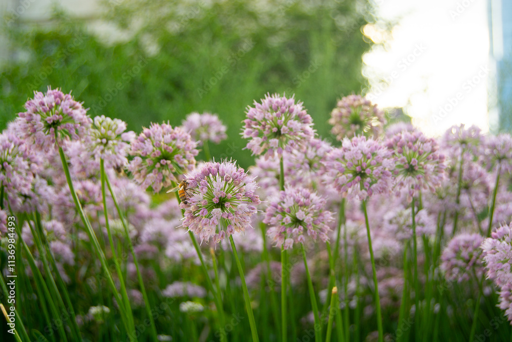 Light Purple Allium