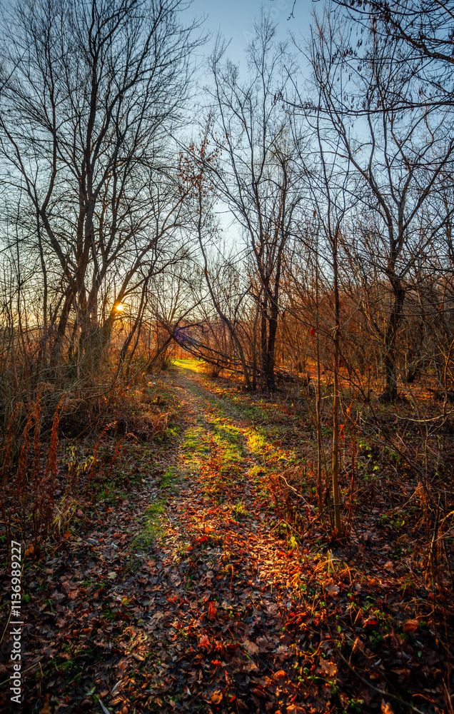 Obraz premium Landscape in the forest with sunlights through the trees ,autumn morning in the woodlands,colorful naure.Autumn season , old fallen trees , branches without leaves,yellow and golden colors in forest