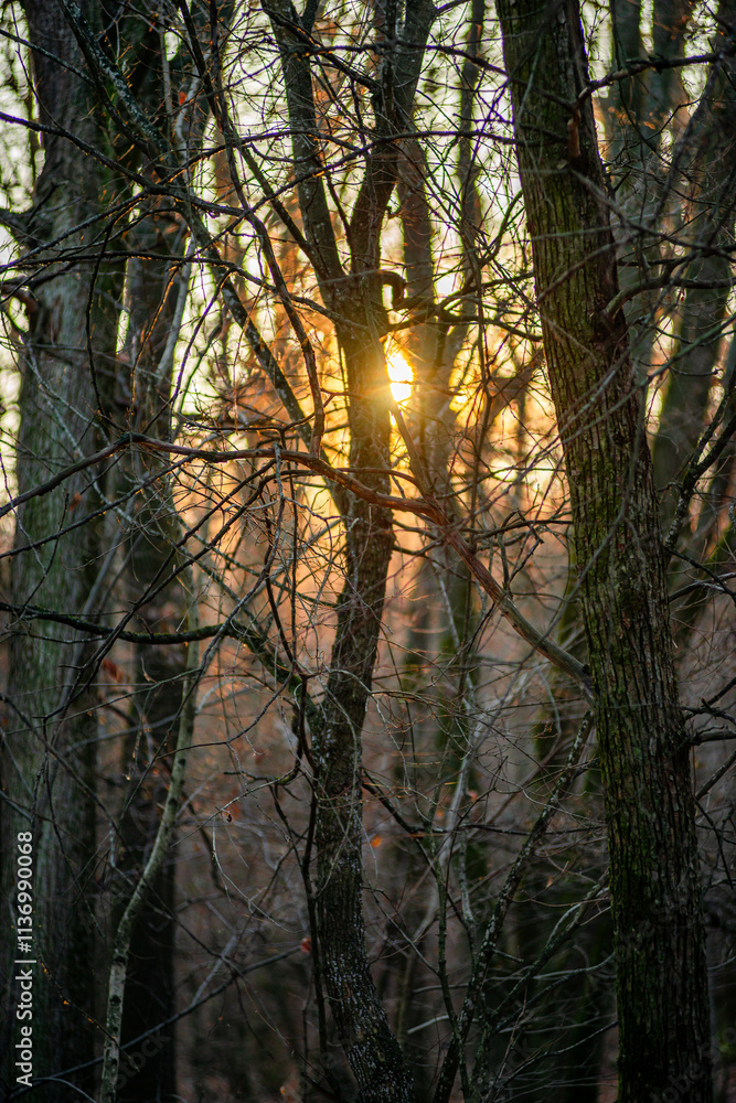 Naklejka premium Autumn trees in the forest , sunlights through the branches,morning in the woodlands,autumn season.Landscape with woods,branches and sun,fall colors on the picture,morning in forest