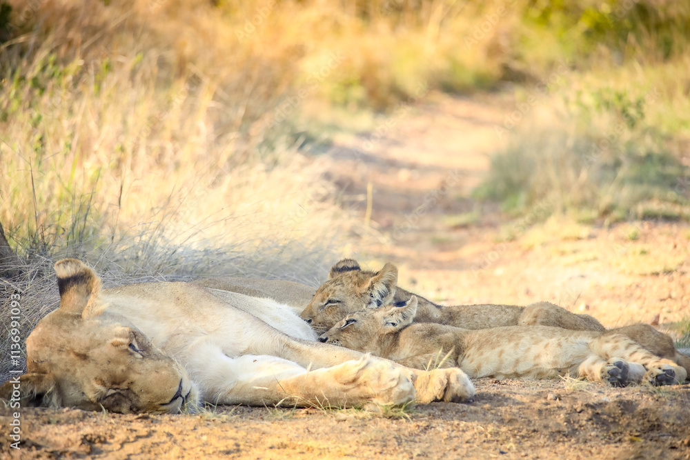 Two Lion Cubs nursing from their mother in Kruger Nationalpark,South Africa Two Lion Cubs nursing from their mother in Kruger Nationalpark,South Africa