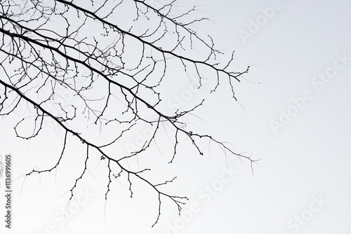 bare tree shoots and twig defoliated in the late fall season with a bright sky background photo