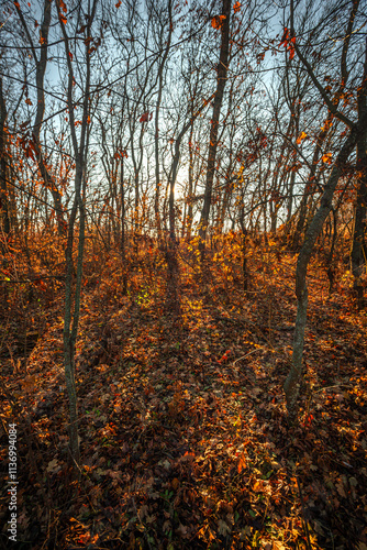 Beautiful nature landscape , sunlight through the trees .Autumn woodlands,yellow and orange colors ,woodlands at morning.Colorful autumn.Branches and trees.Forest landscape , Sunny day and naure photo