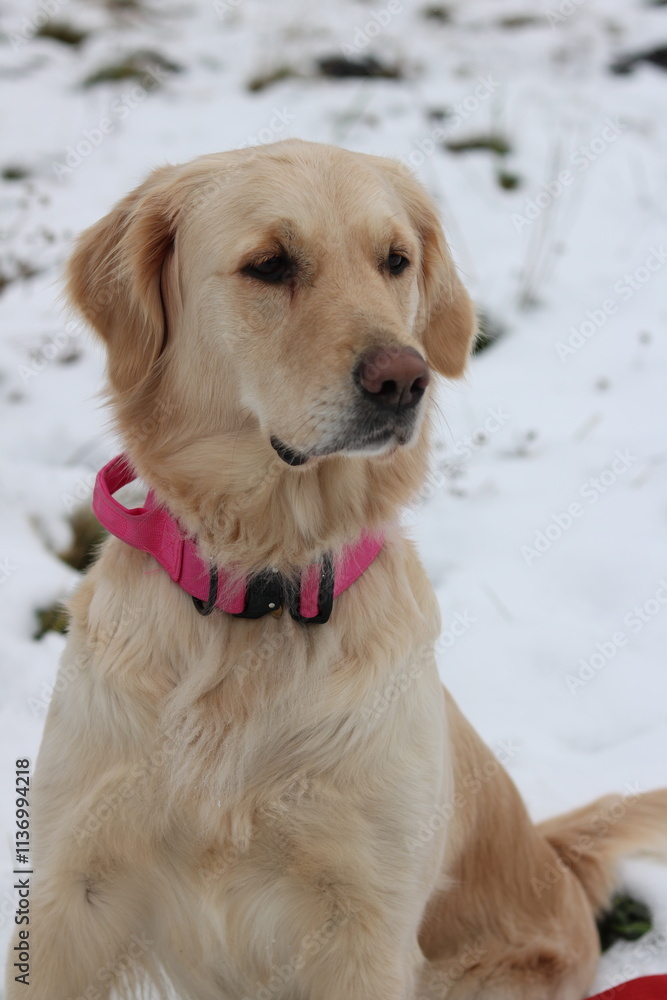 golden retriever in snow golden retriever in snow