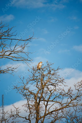 hawk on tree with blue sky