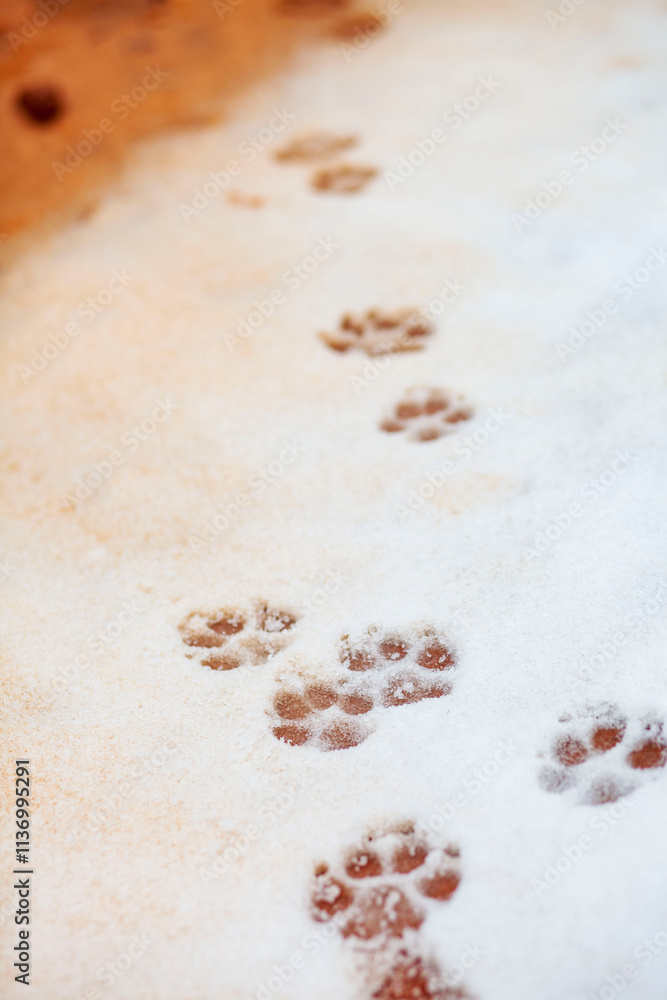 Paw Tracks in the Snow Paw Tracks in the Snow