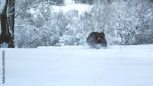 A dog runs through a snow-covered clearing in the park. Dog American bully.