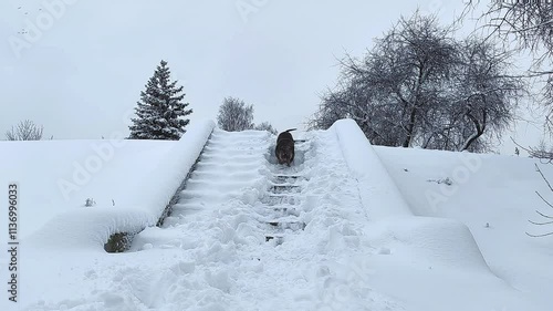A dog walks down the snow-covered steps in the park. Dog American bully.