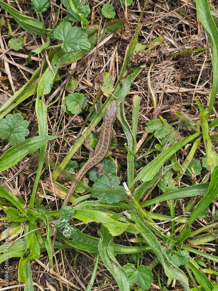 snake in the grass snake in the grass