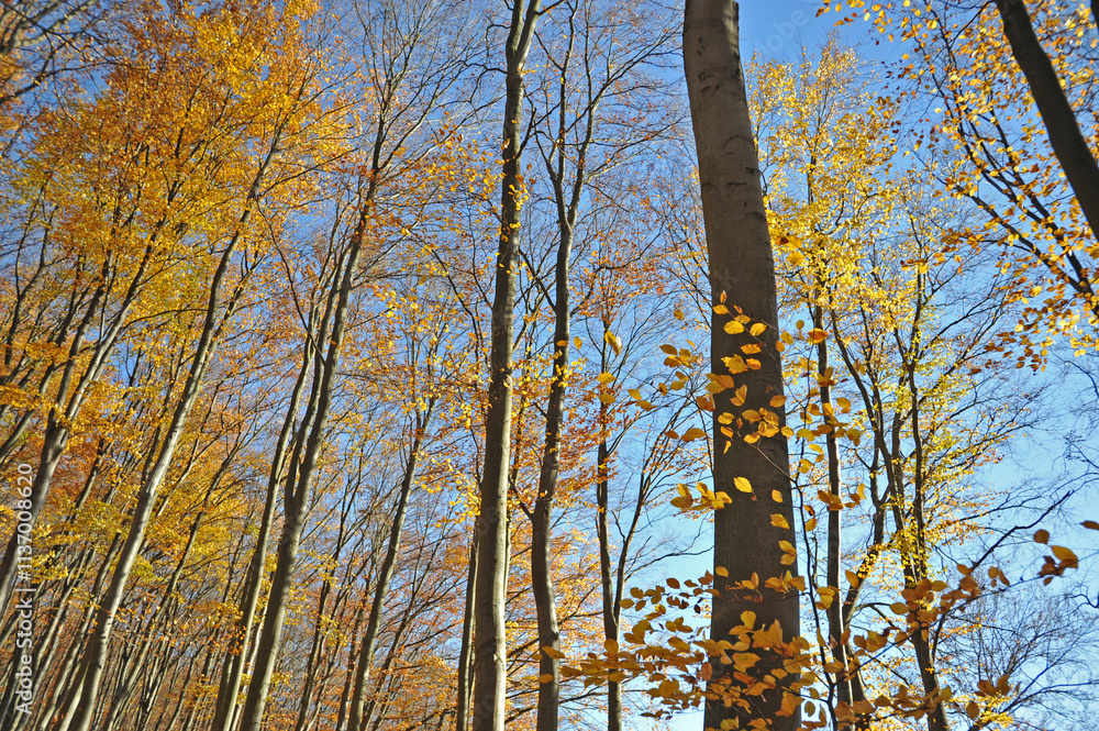 Fototapeta premium Warm autumn day, Indian summer