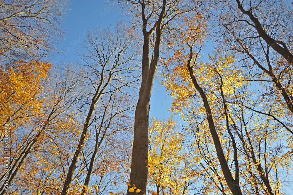 Fototapeta premium Warm autumn day, Indian summer