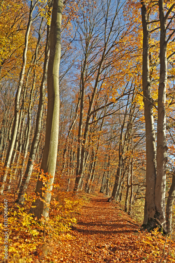 Fototapeta premium Warm autumn day, Indian summer
