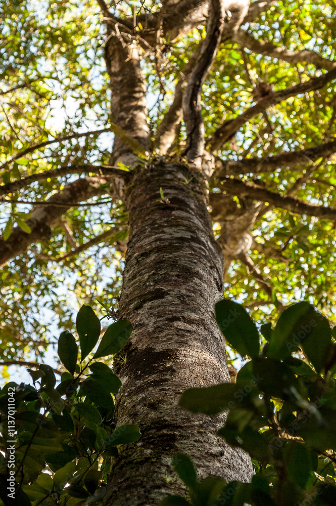 Fototapeta premium tree in the forest