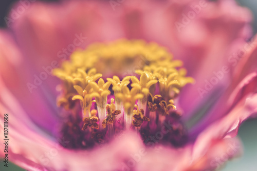 Full frame close-up of a pistil in a pink flower photo