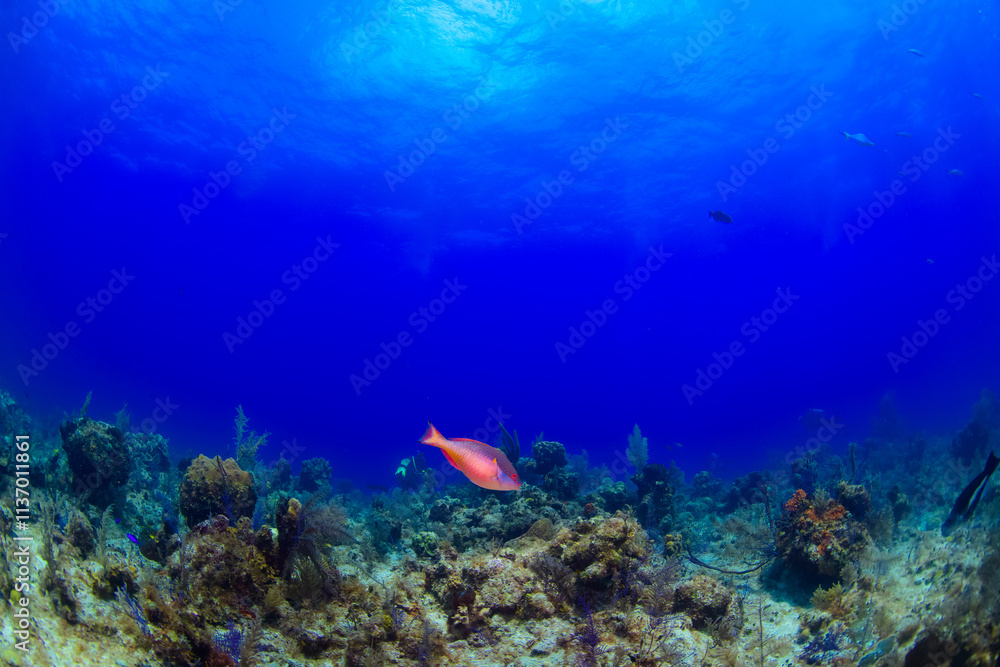 Fototapeta premium coral reef with fish