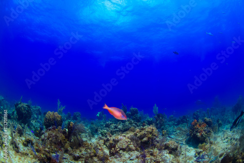 coral reef with fish