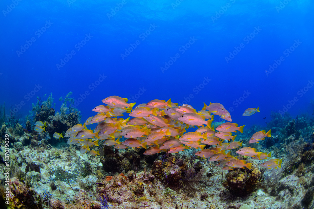 Fototapeta premium coral reef with fish