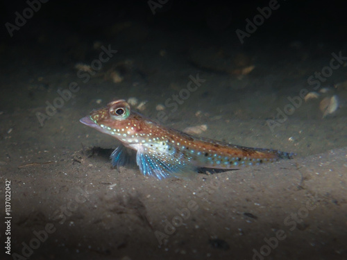 Gurnard fish on the sea floor photo