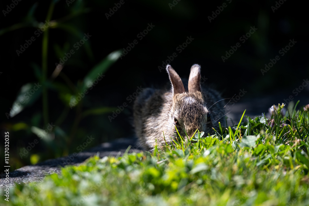 Young baby bunny on the border between lawn and garden on a sunny summer day, very cute wildlife as a nature background
Young baby bunny on the border between lawn and garden on a sunny summer day, very cute wildlife as a nature background
