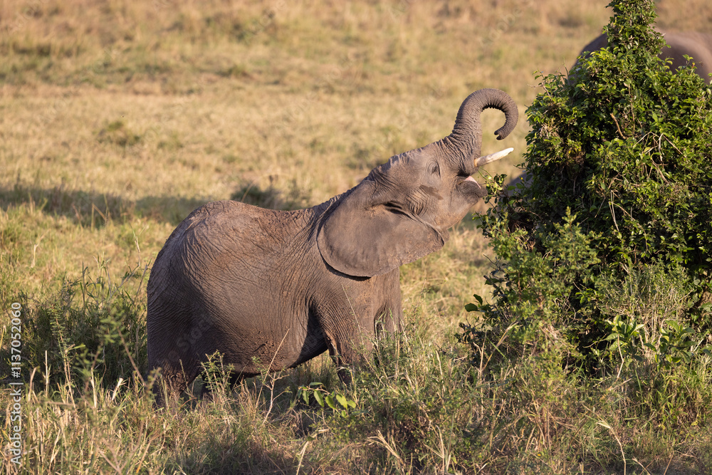 Obraz premium Elephant reaching for foliage in savanna.