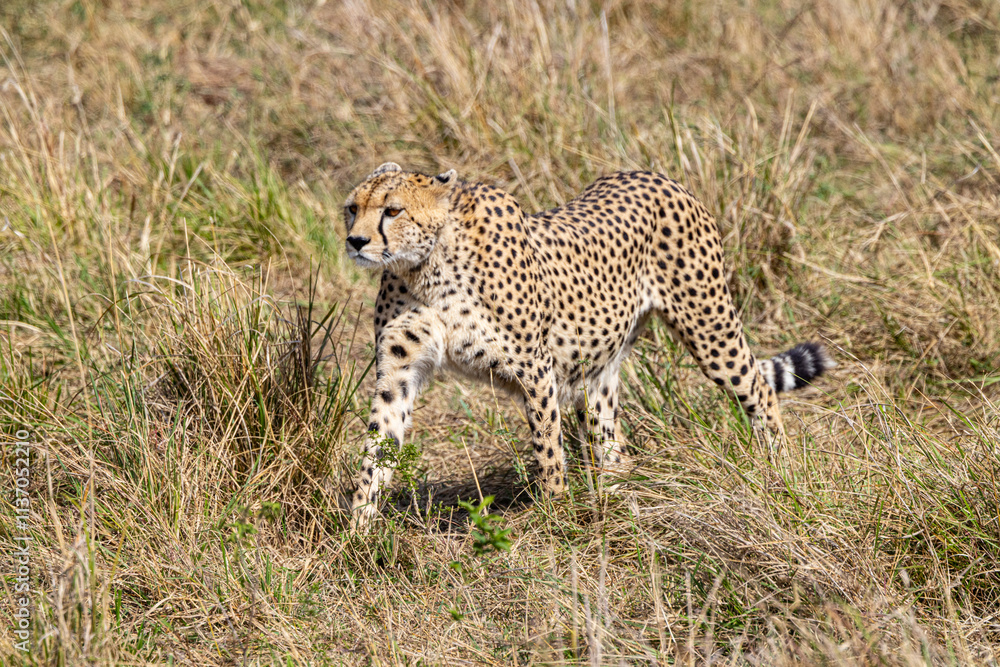 Cheetah in tall grass. Hidden predator. Cheetah in tall grass. Hidden predator.