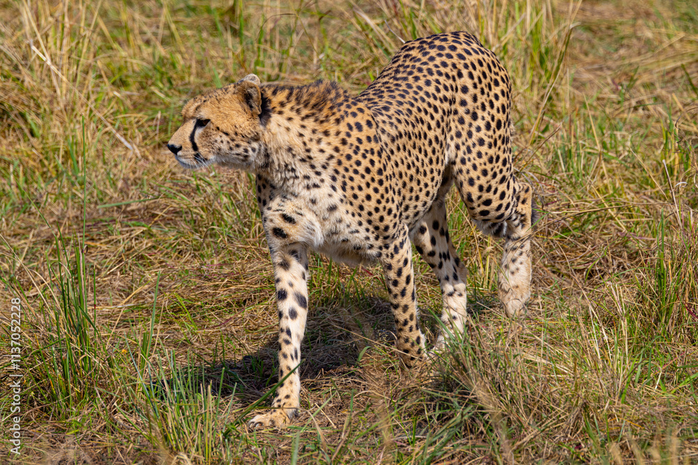 Cheetah in tall grass. Fast predator. Cheetah in tall grass. Fast predator.